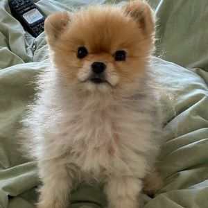 Meet your Posher, Alexandra